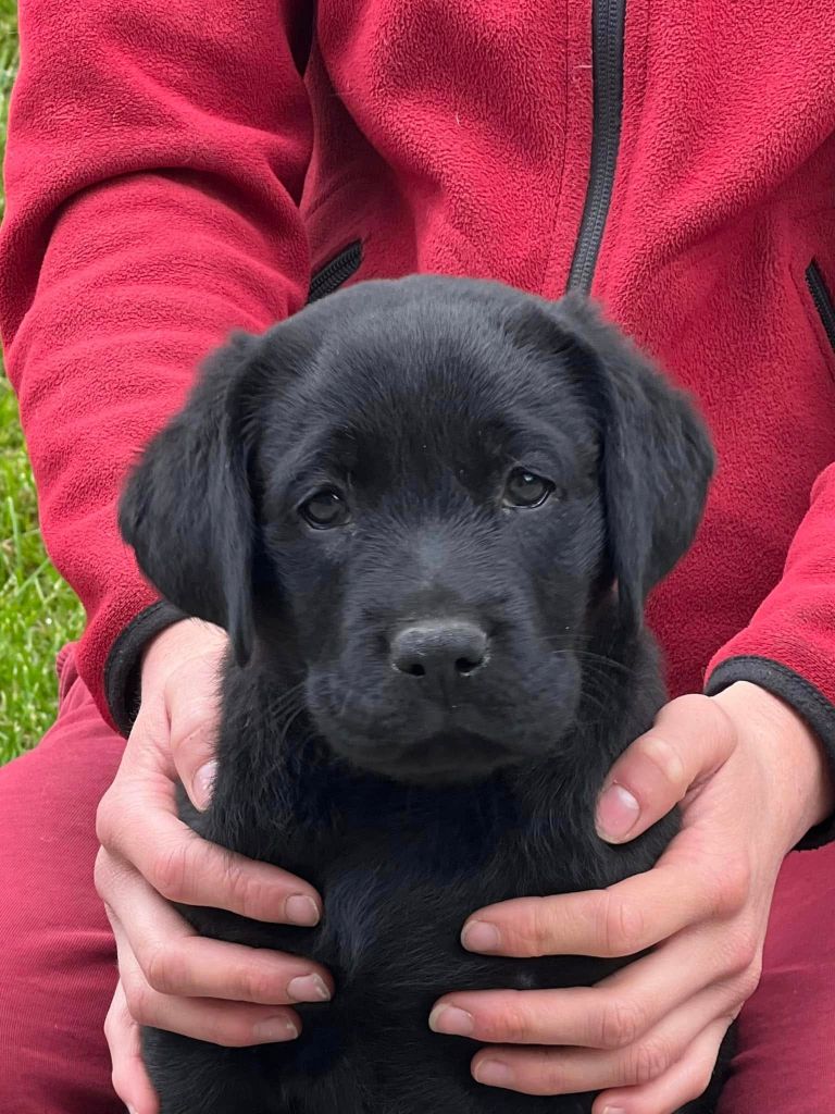 De la Vallée de la Brière - Chiot disponible  - Labrador Retriever