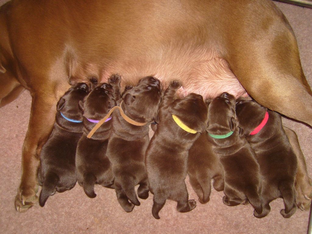 chiot Labrador Retriever De la Vallée de la Brière