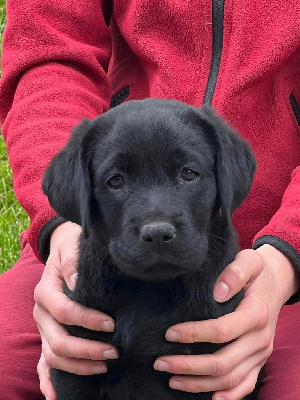 De la Vallée de la Brière - Labrador Retriever - Portée née le 18/10/2024