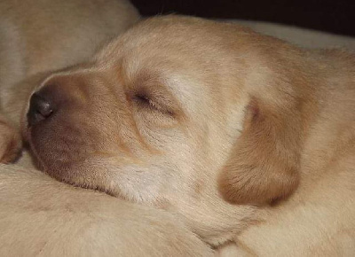 De la Vallée de la Brière - Labrador Retriever - Portée née le 09/10/2024