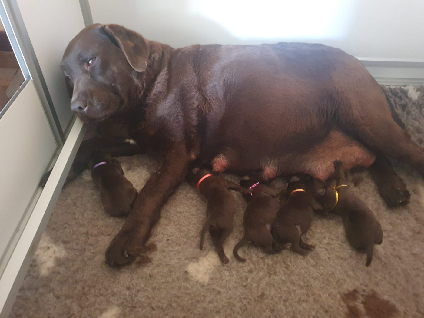 Des bébés chocolat sont arrivés !