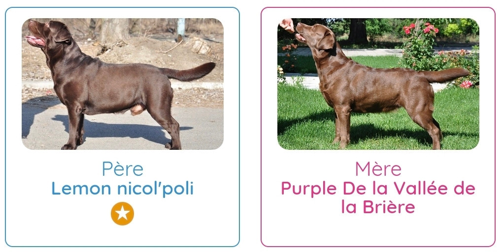 Des bébés chocolat et noirs prévus pour le mois d'aout.