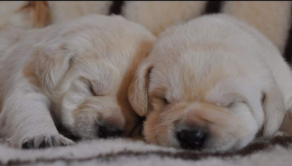 Ils sont arrivés et surprise... 2 petits mâles noirs au milieu de ces petits nougats.