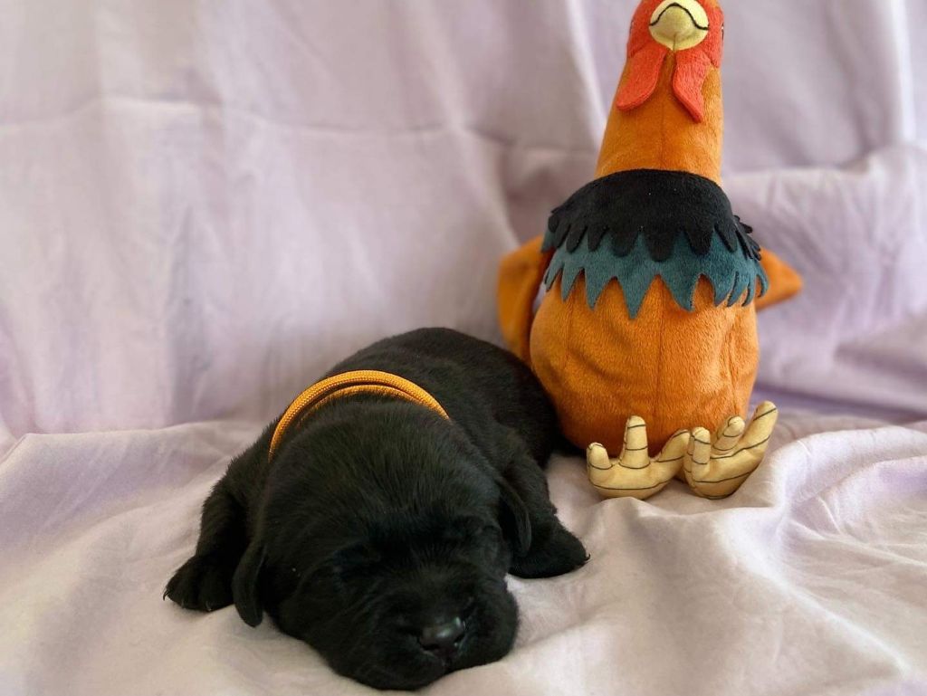De la Vallée de la Brière - Chiots disponibles - Labrador Retriever