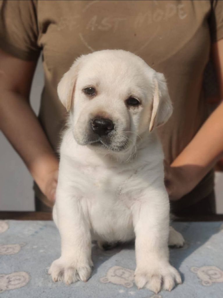 De la Vallée de la Brière - Chiots disponibles - Labrador Retriever