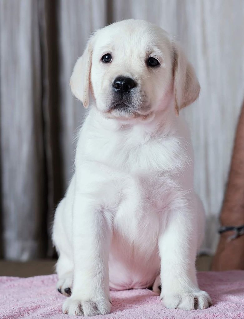 De la Vallée de la Brière - Chiots disponibles - Labrador Retriever