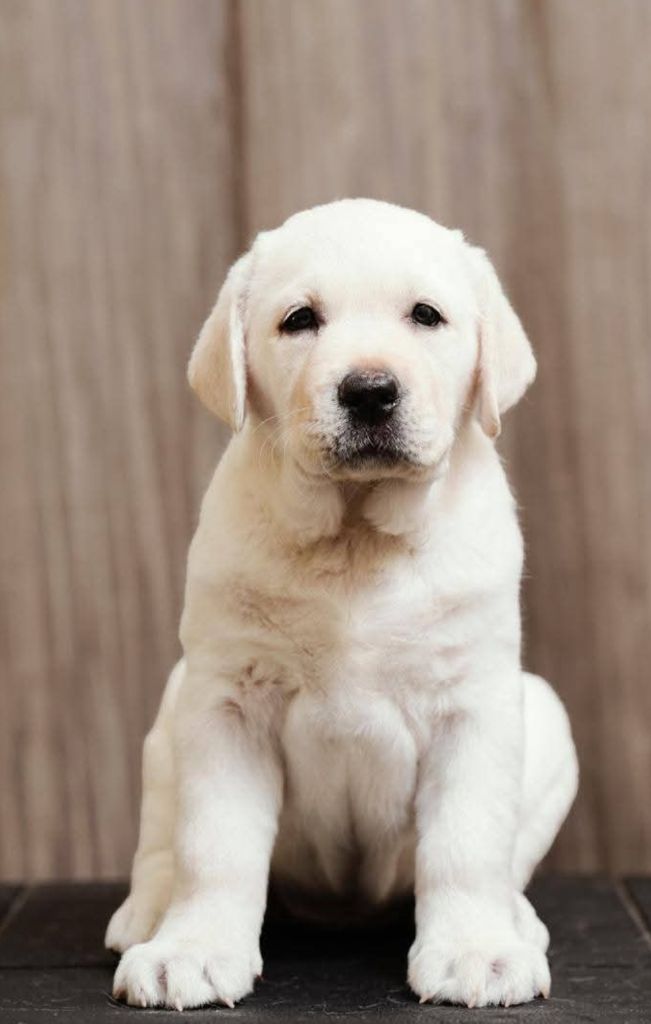 De la Vallée de la Brière - Chiots disponibles - Labrador Retriever