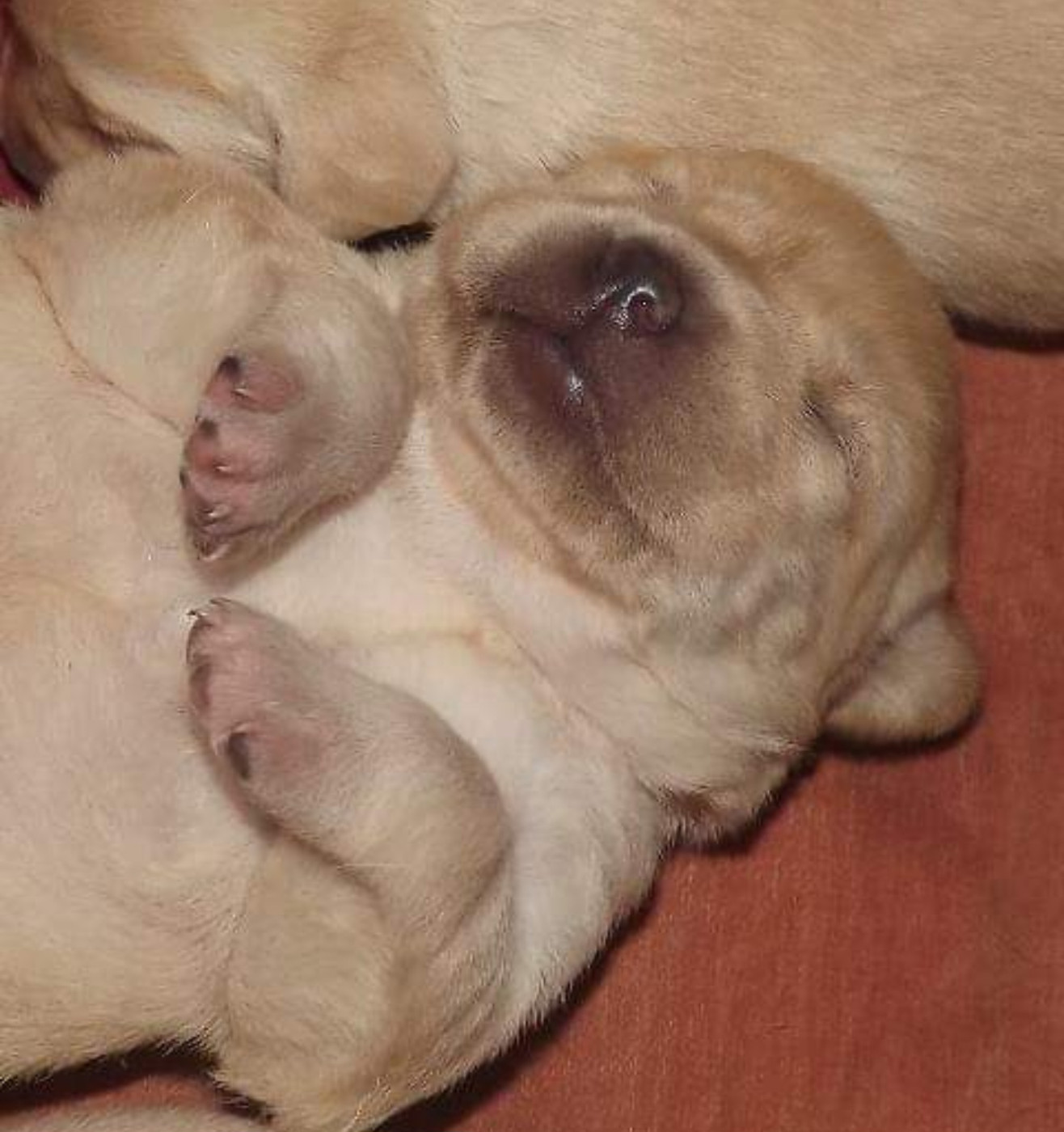 De la Vallée de la Brière - Chiots disponibles - Labrador Retriever