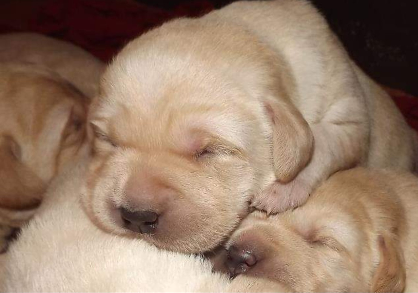 De la Vallée de la Brière - Chiots disponibles - Labrador Retriever