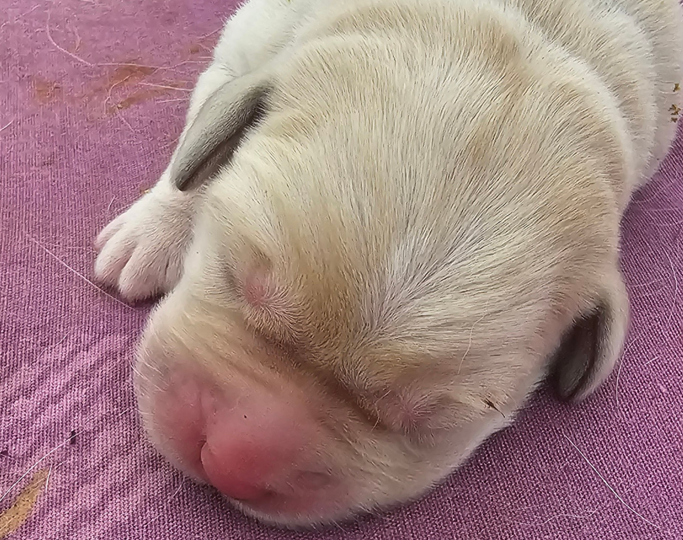 De la Vallée de la Brière - Chiots disponibles - Labrador Retriever