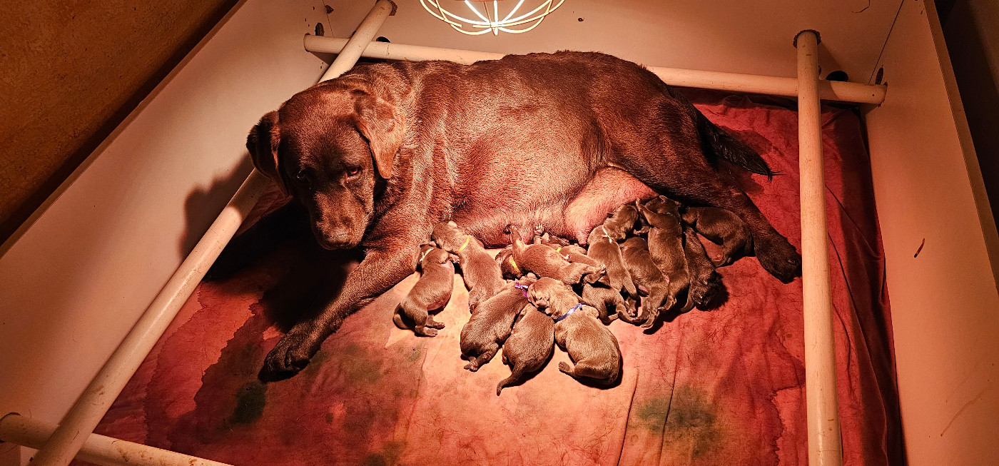 Chiot Labrador Retriever De la Vallée de la Brière