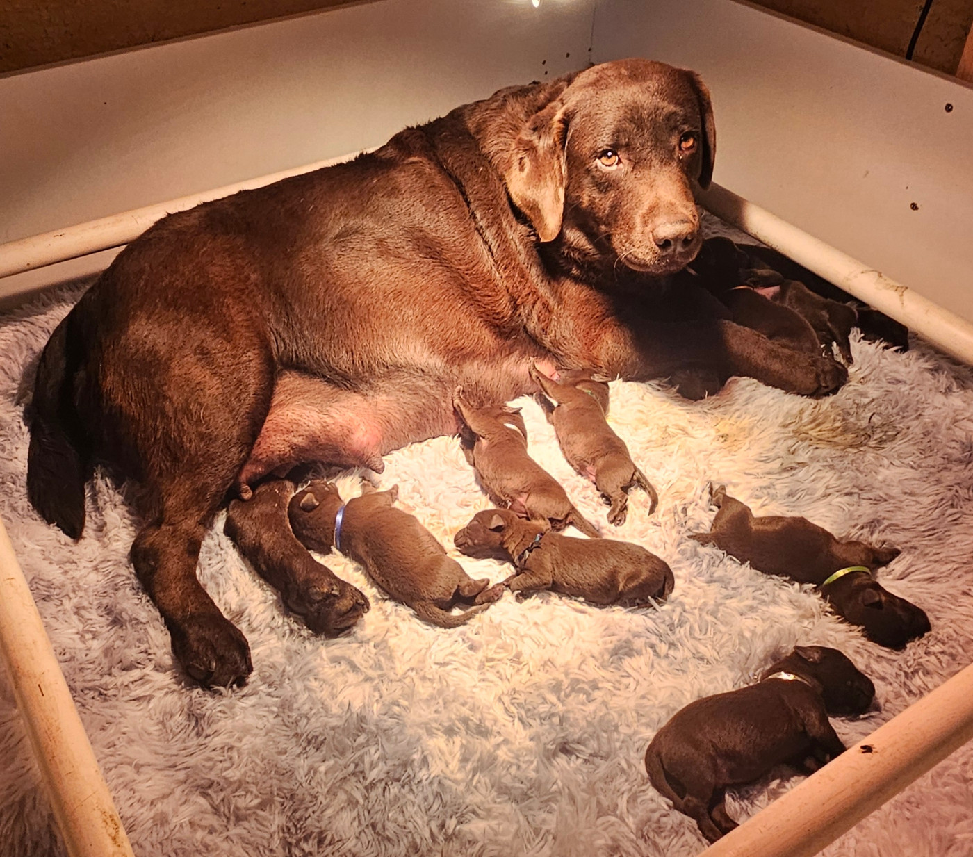 De la Vallée de la Brière - Labrador Retriever - Portée née le 04/11/2025