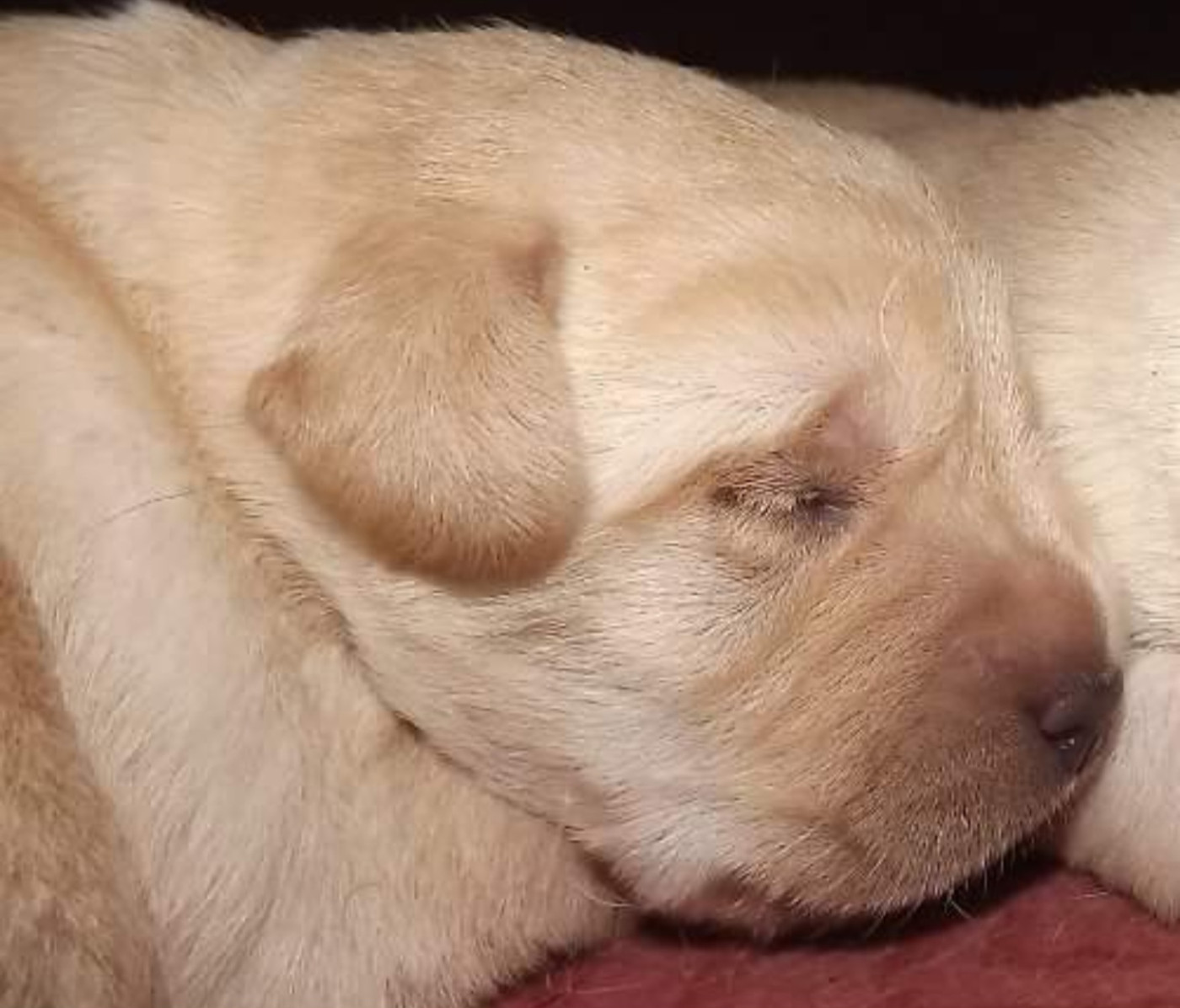 De la Vallée de la Brière - Chiots disponibles - Labrador Retriever