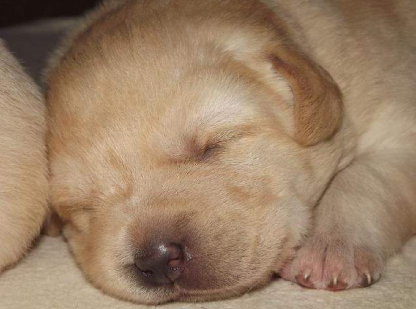 De la Vallée de la Brière - Chiots disponibles - Labrador Retriever