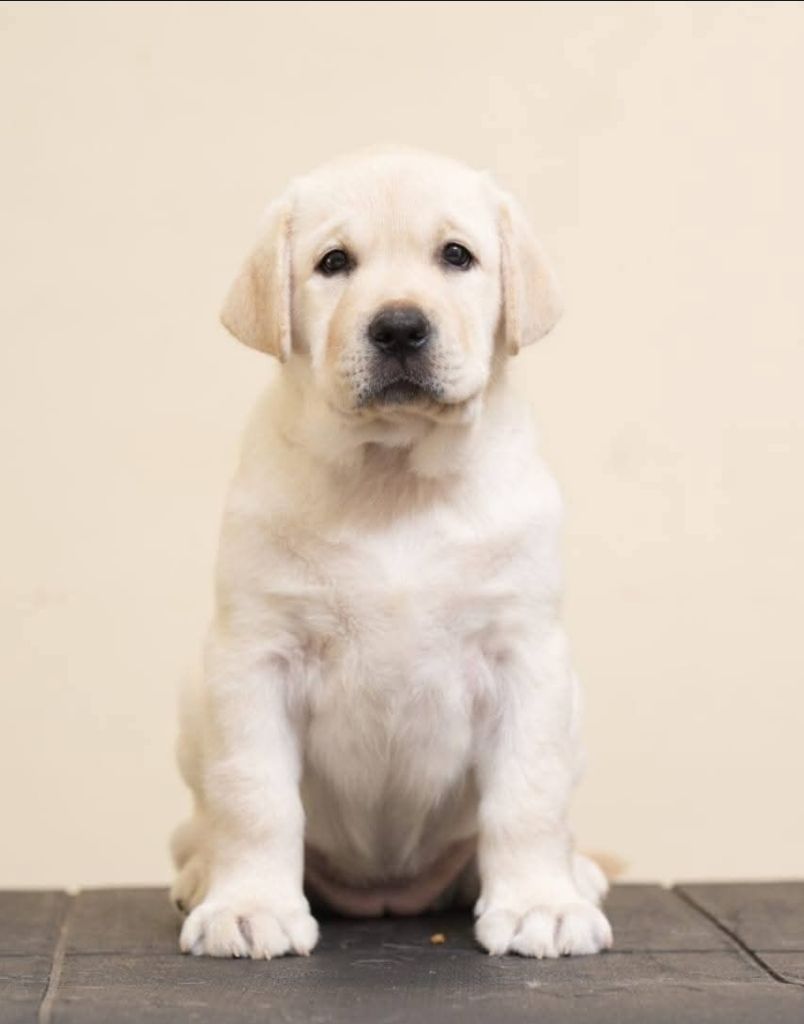 De la Vallée de la Brière - Chiots disponibles - Labrador Retriever