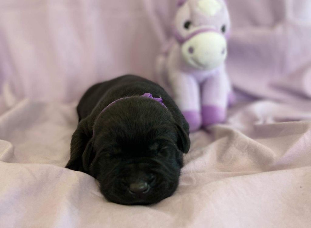 De la Vallée de la Brière - Chiots disponibles - Labrador Retriever
