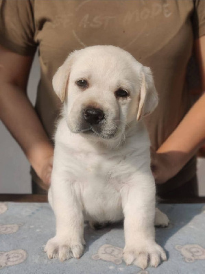CHIOT