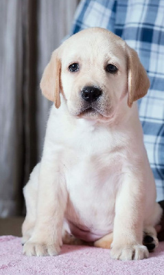 CHIOT