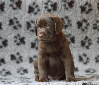 CHIOT