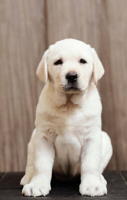 CHIOT