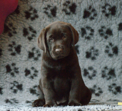 CHIOT