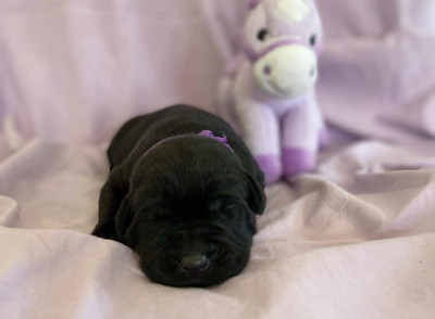 CHIOT 1