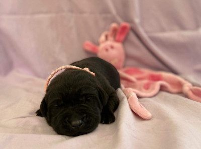 CHIOT 3