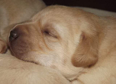 Chiot N°1