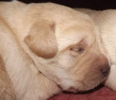 Chiot N°2