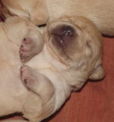 Chiot N°3