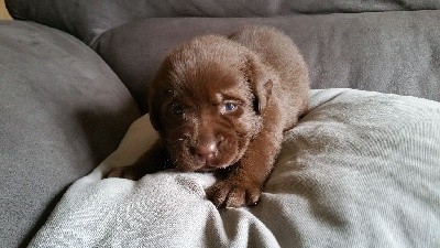 CHIOT