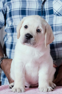 CHIOT