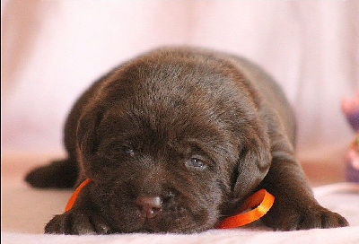 CHIOT