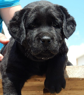 CHIOT