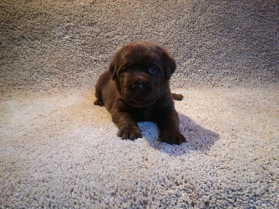 CHIOT