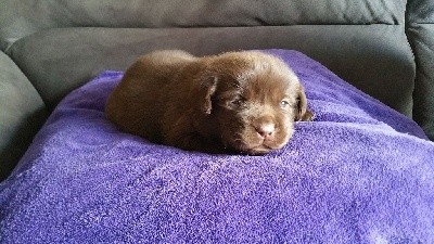 CHIOT