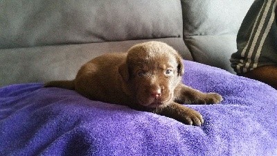 CHIOT