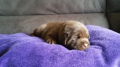 CHIOT