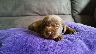 CHIOT