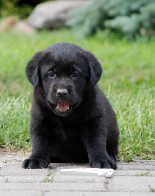 CHIOT