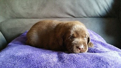 CHIOT