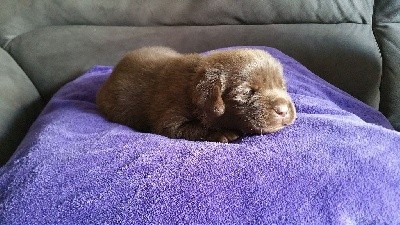 CHIOT