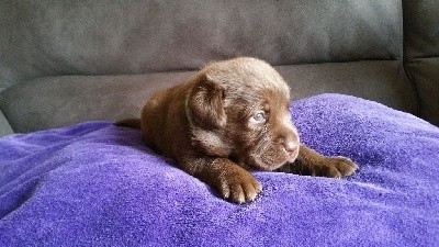 CHIOT