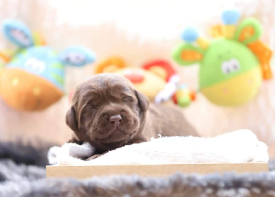 CHIOT 2