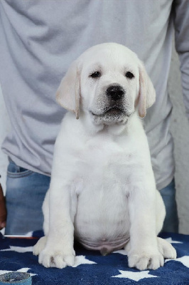 CHIOT