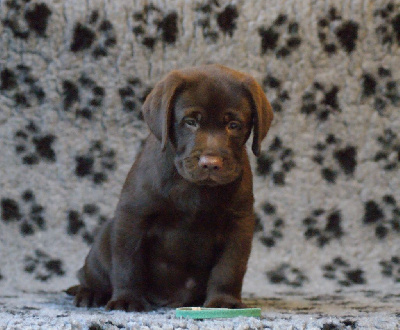 CHIOT
