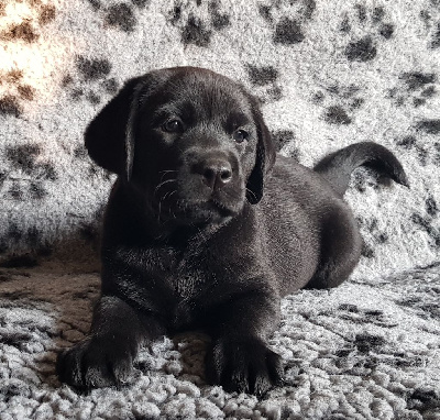 CHIOT