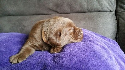 CHIOT