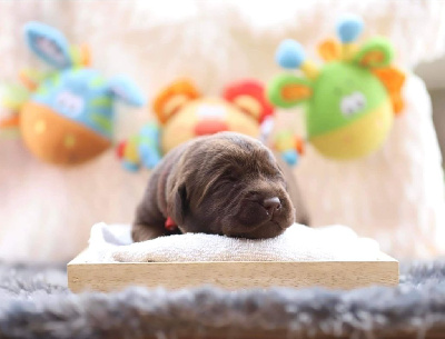 CHIOT 7