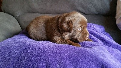 CHIOT
